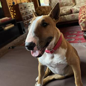 Bull Terrier Dogs Available for Adoption in Glenwood, Arkansas - Rosey | PetCurious