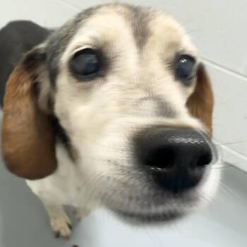 Bert -  Beagle Dog for Adoption in Troy, Virginia - Bert | PetCurious