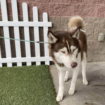 SCOOBY -  Siberian Husky Dog for Adoption in Modesto, California - SCOOBY | PetCurious