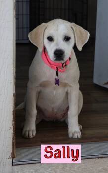 Labrador Retriever and Great Pyrenees Dogs Available for Adoption in Southlake, Texas - Sally | PetCurious