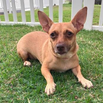 Rescue Terrier Dogs for Adoption in Keaau, Hawaii - Sweetpea | PetCurious