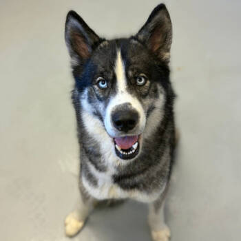 Rescue Husky and Mixed Breed Dogs for Adoption in Concord, North Carolina - Pete | PetCurious