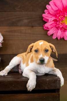 477-26 -  Terrier Dog for Adoption in Brighton, Colorado - 477-26 | PetCurious