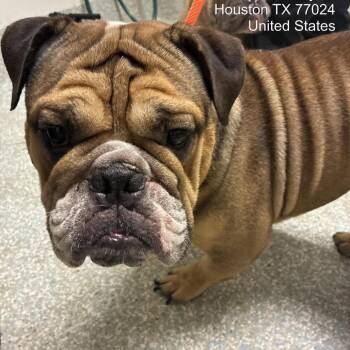 Turks *Arriving 8/22* D12153 -  English Bulldog Dog for Adoption - Turks *Arriving 8/22* D12153 | PetCurious