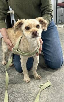Shih Poo Dogs Available for Adoption in Aurora, Illinois - Homer | PetCurious