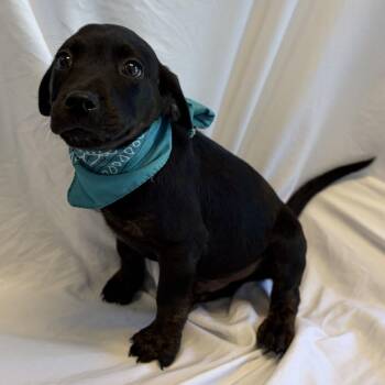 Teton -  Mixed Breed Dog for Adoption in Canal Winchester, Ohio - Teton | PetCurious