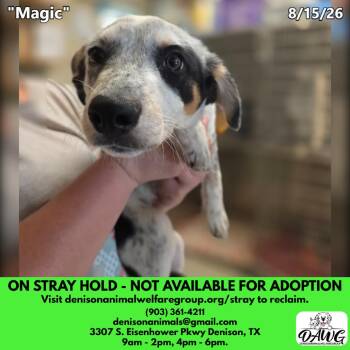 Magic -  Australian Cattle Dog Blue Heeler and Mixed Breed Dog for Adoption in Denison, Texas - Magic | PetCurious
