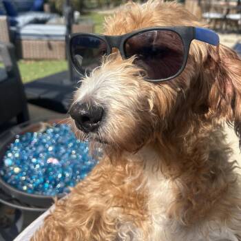 Oakley -  Golden Retriever and Poodle Dog for Adoption in Cincinnati, Ohio - Oakley | PetCurious