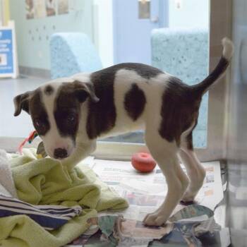 BARBARA -  Pointer and Plott Hound Dog for Adoption in St. Louis, Missouri - BARBARA | PetCurious