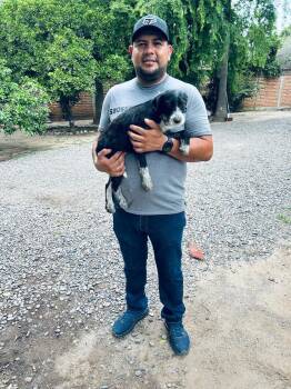 Rescue Shepherd and Mixed Breed Dogs for Adoption in Los Angeles, California - Estella | PetCurious