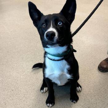 June bug (ID 52038) -  Husky Dog for Adoption in Manassas, Virginia - June Bug (ID 52038) | PetCurious