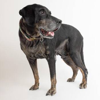 Ziggy 14353 -  Black Labrador Retriever Dog for Adoption in San Francisco, California - Ziggy 14353 | PetCurious