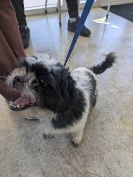 Rescue Shih Tzu and Mixed Breed Dogs for Adoption in Fort Worth, Texas - Oreo | PetCurious