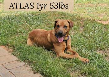 Retriever Dogs Available for Adoption in Holbrook, New York - ATLAS | PetCurious