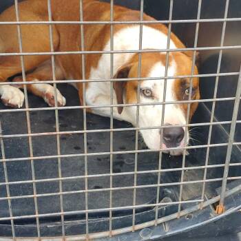 Amelia Rose -  Pit Bull Terrier and Mixed Breed Dog for Adoption in Lake Jackson, Texas - Amelia Rose | PetCurious