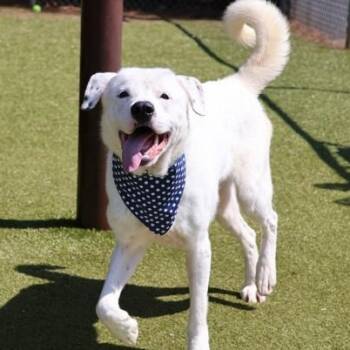 Labrador Retriever Dogs Available for Adoption in Bethel, Connecticut - Huck | PetCurious