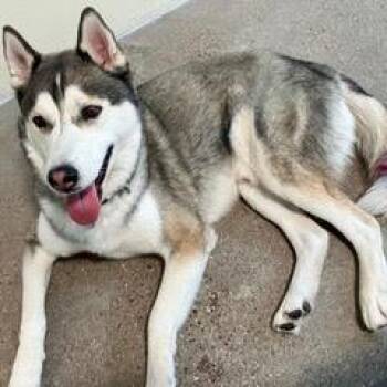 Balto -  Husky Dog for Adoption in Green Valley, Arizona - Balto | PetCurious