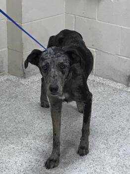 Rescue Australian Shepherd and Mixed Breed Dogs for Adoption in Conroe, Texas - A419985 | PetCurious