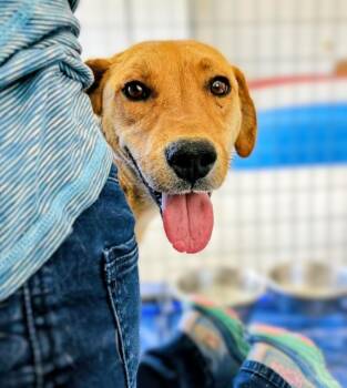 Australian Cattle Dog Blue Heeler and Mixed Breed Dogs Available for Adoption in Evergreen, Colorado - Cricket | PetCurious