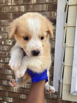 LISA LOUD -  Mixed Breed Dog for Adoption in Dallas, Texas - LISA LOUD | PetCurious