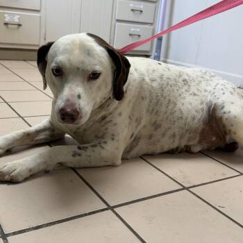 Dalmatian and Pointer Dogs Available for Adoption - TUSC-Stray-83685 | PetCurious