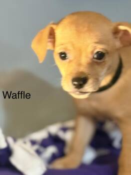 Chihuahua Dogs Available for Adoption in Modesto, California - Waffle | PetCurious