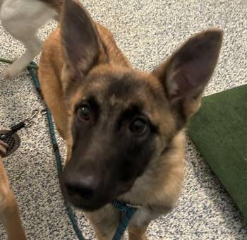 Sasha -  Belgian Shepherd Malinois Dog for Adoption in Golden, Colorado - Sasha | PetCurious