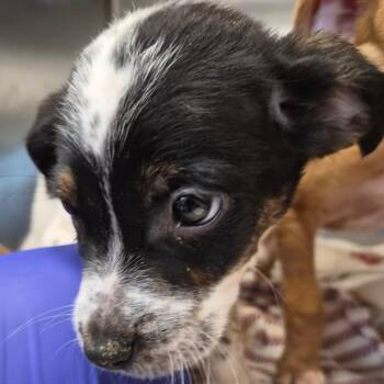 Snickers -  Mixed Breed Dog for Adoption in Bentonville, Arkansas - Snickers | PetCurious