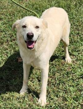 Rescue Labrador Retriever and Great Pyrenees Dogs for Adoption in Morristown, New Jersey - Lucy | PetCurious