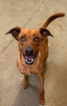 Boxer and Chihuahua Dogs Available for Adoption in Ocean Township, New Jersey - Morgan- Sweet Beauty | PetCurious