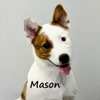 Mason -  Australian Cattle Dog Blue Heeler and Australian Shepherd Dog for Adoption in Aurora, Nebraska - Mason | PetCurious