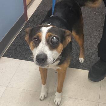 Presley -  Mixed Breed Dog for Adoption in Saint Joseph, Missouri - Presley | PetCurious