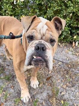 KRISTO -  American Bulldog Dog for Adoption in Fort Lauderdale, Florida - KRISTO | PetCurious