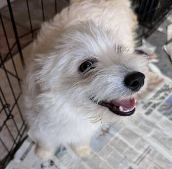 Olaf and Elsa -  West Highland White Terrier Westie Dog for Adoption in Canutillo, Texas - Olaf And Elsa | PetCurious