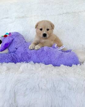 Golden Retriever and Mixed Breed Dogs Available for Adoption - Charlie | PetCurious