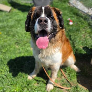 Saint Bernard Dogs Available for Adoption - Boog | PetCurious