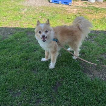 Chihuahua and Pomeranian Dogs Available for Adoption in Quakertown, Pennsylvania - Kyra Sue | PetCurious
