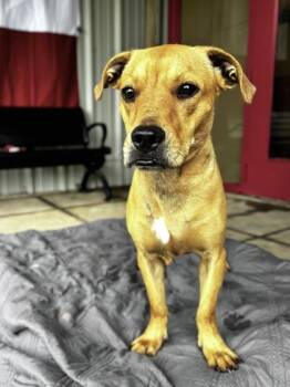 Augustine (Tucker) -  Terrier and Mixed Breed Dog for Adoption in Houston, Texas - Augustine (Tucker) | PetCurious