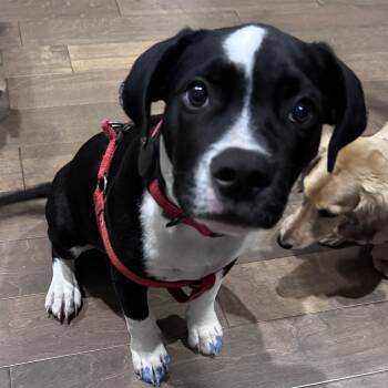 Rescue Pit Bull Terrier Dogs for Adoption in Columbia, South Carolina - Snore | PetCurious