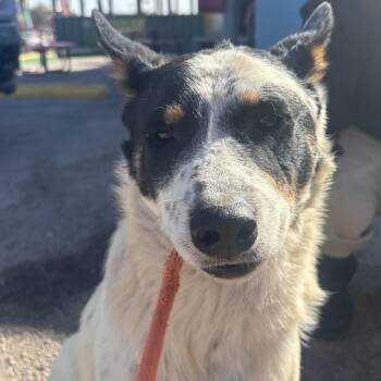 Cattle Dog and Mixed Breed Dogs Available for Adoption in Bend, Oregon - Kip (aka Fiesta) | PetCurious