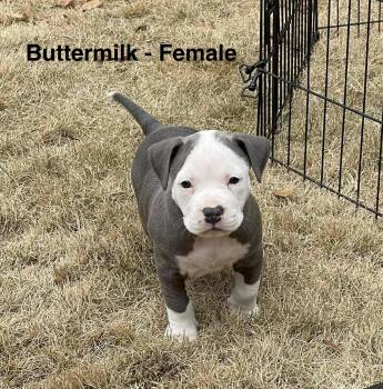 Bulldog and Pit Bull Terrier Dogs Available for Adoption - Buttermilk | PetCurious