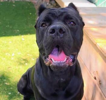 HUNTER -  Cane Corso Dog for Adoption in Antioch, California - HUNTER | PetCurious