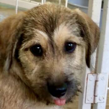 Ritter ridiculously scruffy cute -  Border Terrier Dog for Adoption in Mettawa, Illinois - Ritter Ridiculously Scruffy Cute | PetCurious