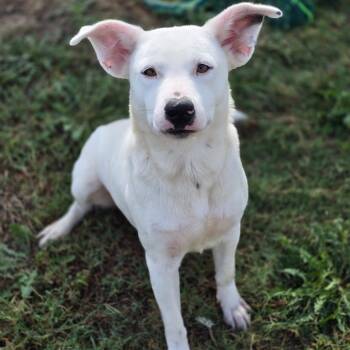 Rescue Cattle Dog and Mixed Breed Dogs for Adoption in Enid, Oklahoma - KayKay | PetCurious