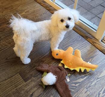 Daisy -  Maltipoo Dog for Adoption in Richboro, Pennsylvania - Daisy | PetCurious