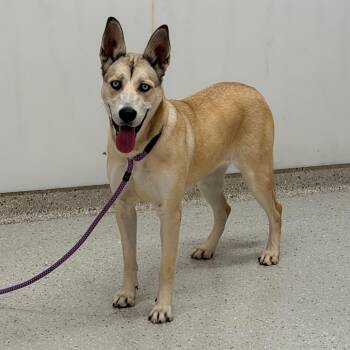 Princess -  Husky Dog for Adoption in Indianapolis, Indiana - Princess | PetCurious