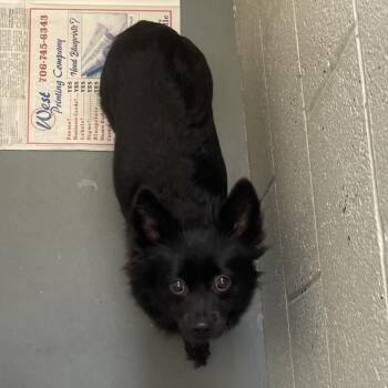 Pomeranian and Mixed Breed Dogs Available for Adoption - Beyonce | PetCurious
