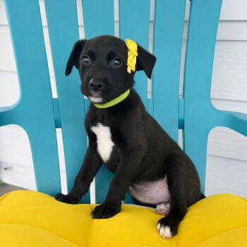 Labrador Retriever Dogs Available for Adoption - Lulu | PetCurious