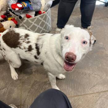 Crystal -  Australian Shepherd Dog for Adoption in Roosevelt, Utah - Crystal | PetCurious