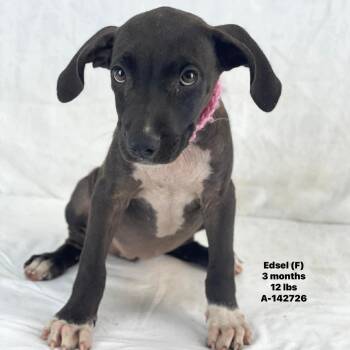 Edsel - Local August 28-30 -  Labrador Retriever Dog for Adoption in Brookshire, Texas - Edsel - Local August 28-30 | PetCurious